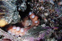 This octopus attracted my attention as I swam by the crev... by Lyndell Weldon 